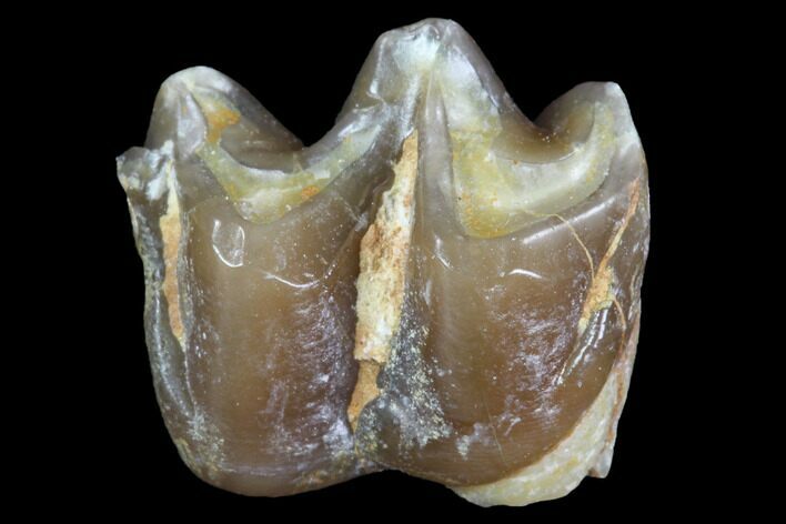 Oligocene Horse (Mesohippus) Molar - South Dakota #91102